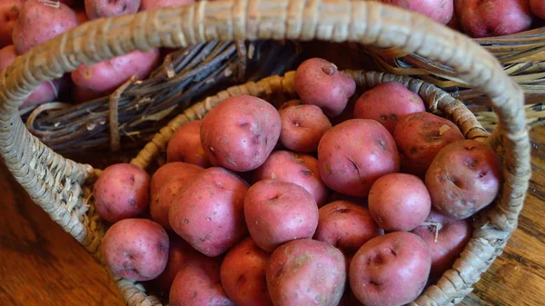 Baskets Full Fresh New Potatoes Locally Grown Florida Fresh Produce — Stock Photo, Image