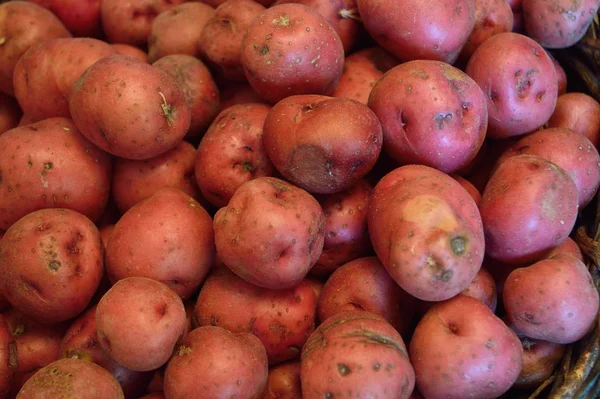 Red New Potato Background Basket Full Fresh New Potatoes Locally — Stock Photo, Image