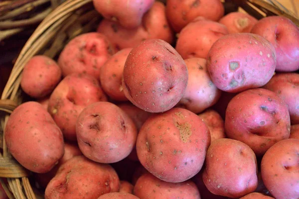 Basket Full Fresh New Potatoes Locally Grown Florida Fresh Produce — Stock Photo, Image