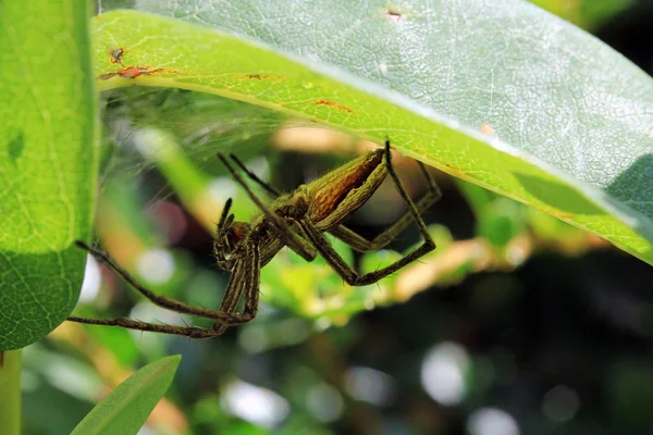 Μια Κυνηγετική Αράχνη Παραμονεύει Καλά Καμουφλαρισμένη Στη Φωλιά Της — Φωτογραφία Αρχείου