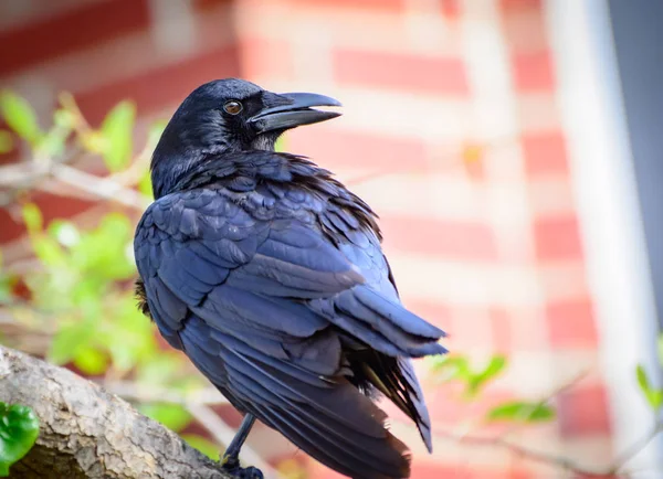 Amerikanska Crow Mindre Korpen Tittar Över Axeln Med Näbben Något — Stockfoto