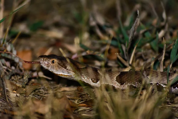 Nebezpečný Had Zmije — Stock fotografie