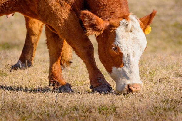 Крупный План Херефордской Коровы Пасущейся Сухой Траве Поле Ярким Зимним — стоковое фото