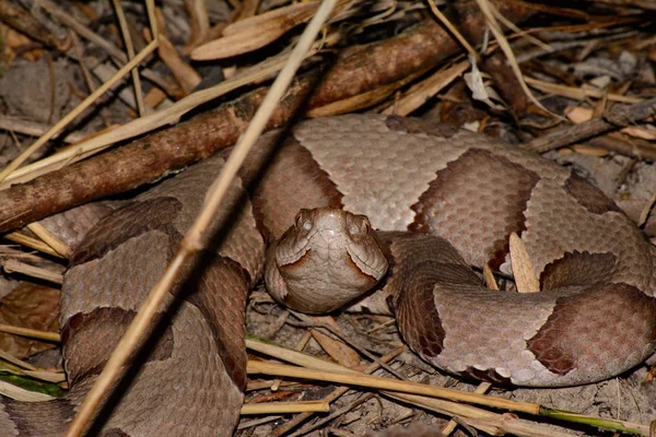 Copperhead Snake Coiled Flatted Head Raised Looking Forward Strike Position — Stock Photo, Image