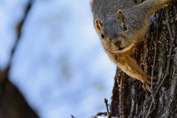 Adorable Squirrel Animal Rodent — Stock Photo, Image