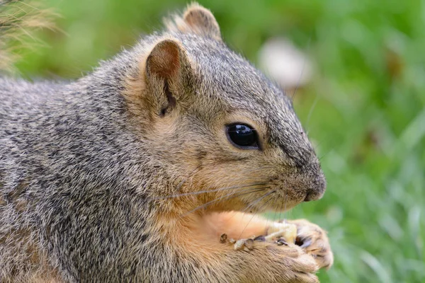 Squirrel Animal Fluffy Rodent — Stock Photo, Image
