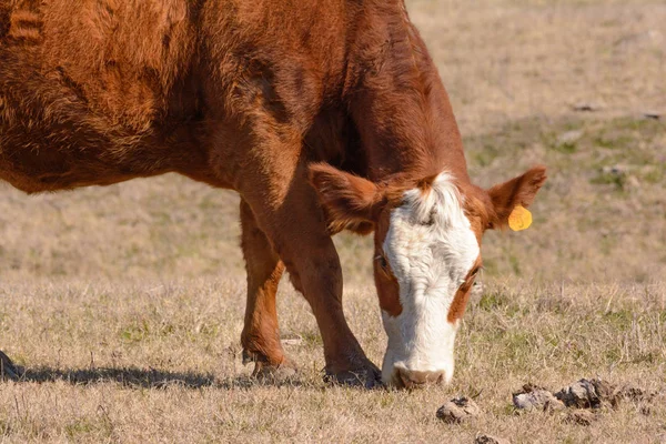 在这里 奶牛脸朝前 低着头吃草 从肩膀到下的照片 — 图库照片