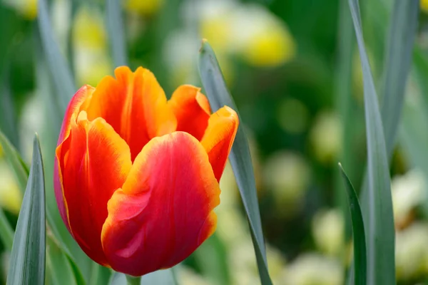 Tulipes Fleurs Pétales Flore Printanière — Photo