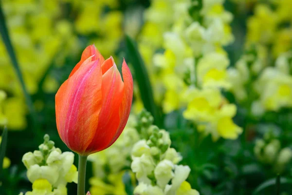 Tulipanes Flores Pétalos Primavera Flora — Foto de Stock