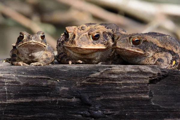 Τρεις Βάτραχοι Αμφίβια Κάθονται Στο Κούτσουρο Κοιτάζοντας Προς Την Κάμερα — Φωτογραφία Αρχείου