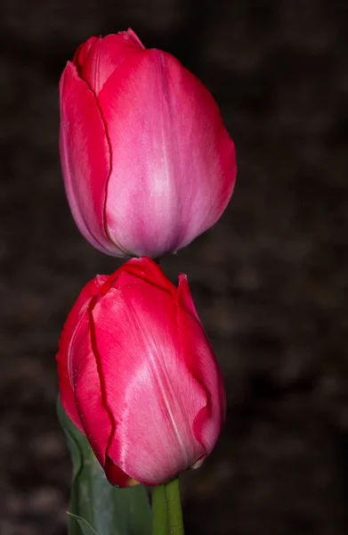 Lale Çiçek Açan Doğa Flora Laleleri — Stok fotoğraf