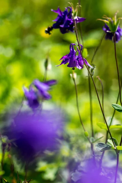 blue violet summer flower in the garden
