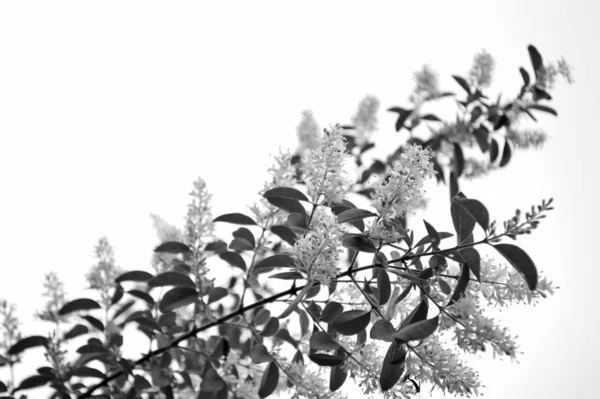 Black White Closeup Blooms Privet Bush Ligustrum Vulgare White Sky — Stock Photo, Image