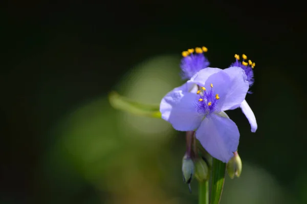 紫色的蜘蛛茎花 Tradescantia Occidentalis 绿色的背景 三个花瓣根状茎在软弱无力的背景下 很大的复制空间到左边 — 图库照片