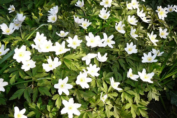 Piękne Botaniczne Ujęcie Naturalna Tapeta — Zdjęcie stockowe