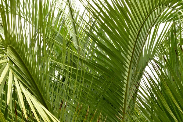 Närbild Fronderna Palm Klargrönt Bra Tropisk Bakgrund Bild — Stockfoto
