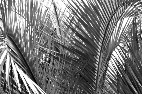 Блэк Белая Крупным Планом Пальмовые Ветви Высоком Контрасте Великолепное Фоновое — стоковое фото