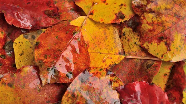 Herbst Oder Thanksgiving Hintergrund Herbstblätter Rot Orange Gelb Und Braun — Stockfoto