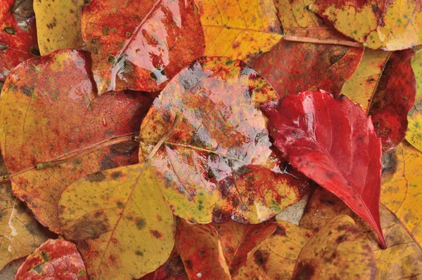 Herbst Oder Thanksgiving Hintergrund Herbstblätter Rot Orange Gelb Und Braun — Stockfoto