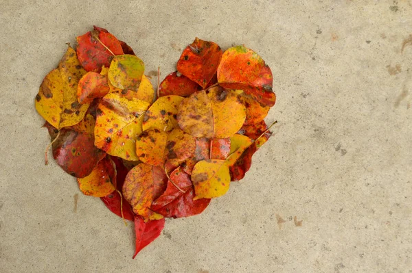 Belles Feuilles Automne Forme Cœur Sur Fond Béton Texturé Grand — Photo