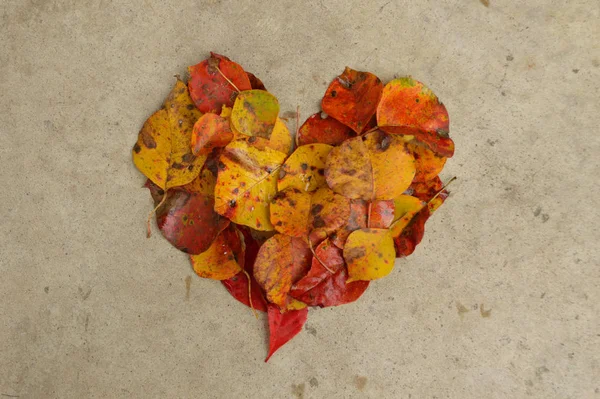 Belles Feuilles Automne Forme Cœur Sur Fond Béton Texturé Grand — Photo