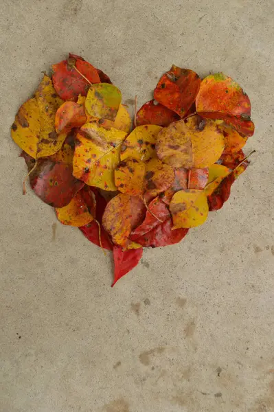 Belles Feuilles Automne Forme Cœur Sur Fond Béton Texturé Grand — Photo