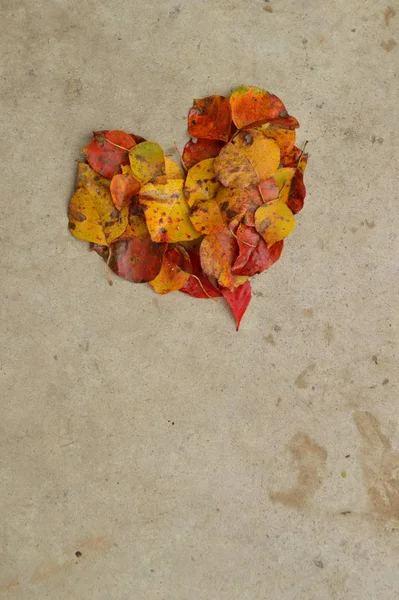 Belles Feuilles Automne Forme Cœur Sur Fond Béton Texturé Grand — Photo