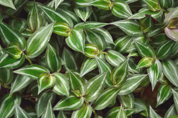 放浪するユダヤ人植物の緑豊かな葉 Tradescantia Zebrina A種のスパイダーヨモギ — ストック写真