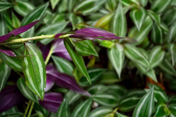 Lush Dedaunan Tanaman Yahudi Wandering Nama Ilmiah Tradescantia Zebrina Spesies — Stok Foto