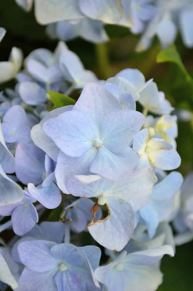 Hortensia Macrophylla Hortensia Azul Florece Cerca Primavera —  Fotos de Stock
