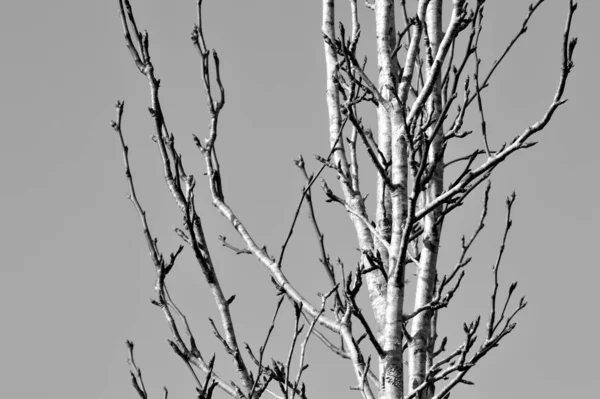 흰색에 대조적으로 겨울에 과맞닿아 소나무의 — 스톡 사진