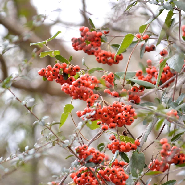 Orange Firethorn Berries Bush Berries Come Out Fall Early Winter — Stock Photo, Image