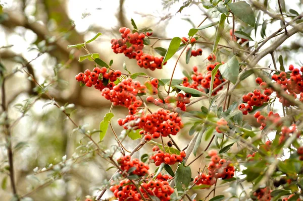 Des Baies Aubépine Orange Sur Buisson Les Baies Sortent Automne — Photo