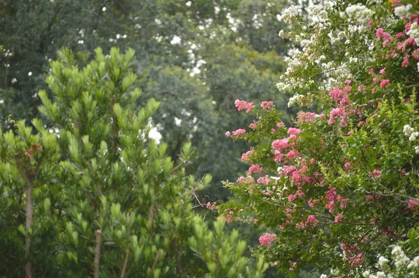 Crepe Myrtle Blooms Morning Light Crepe Myrtle Lagerstroemia Flowers Photo — Stock Photo, Image
