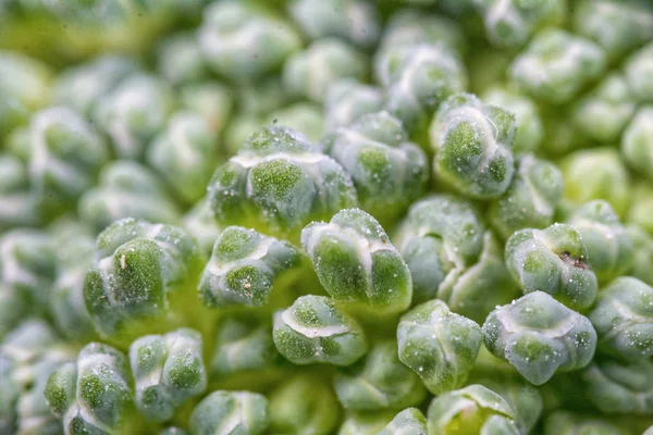 Brokoli Lahana Çiçeklerin Makro Çekim — Stok fotoğraf