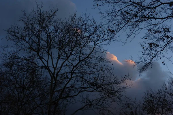 Een Fotografie Van Achtergrondverlichting Bomen Met Verbazingwekkende Zonsondergang Lucht — Stockfoto