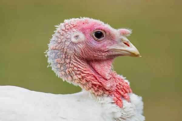 Tacchino Giovane Allevamento All Aperto — Foto Stock