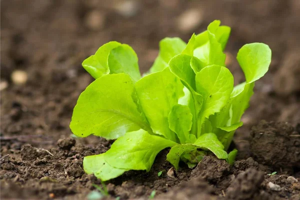 Taze Yeşil Marul Salatası Yaprakları — Stok fotoğraf