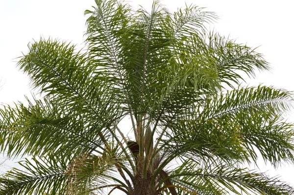 Ratu Palm Pohon Daun Dan Benih Sekam Terhadap Langit Putih — Stok Foto