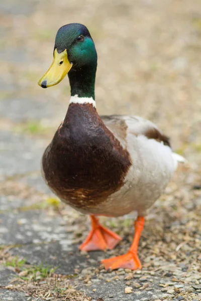 Aussichtsreiche Aussicht Auf Süße Stockente Der Natur — Stockfoto