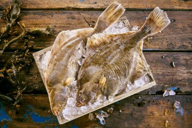 Two fresh flatfish on ice in a wooden box to preserve their freshness with strands of kelp seaweed alongside on old wooden planks, overhead view seaweed clipart