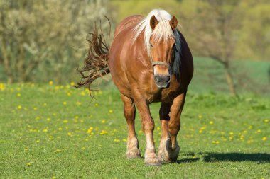 brown draft horse / brown coldblood horse clipart