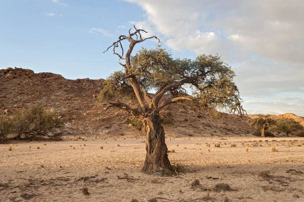Дерево Сухом Русле Реки Свакоп Намибия — стоковое фото