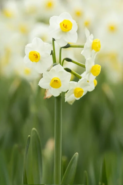 Ostrich Daffodil Narcissus Tazetta — 스톡 사진