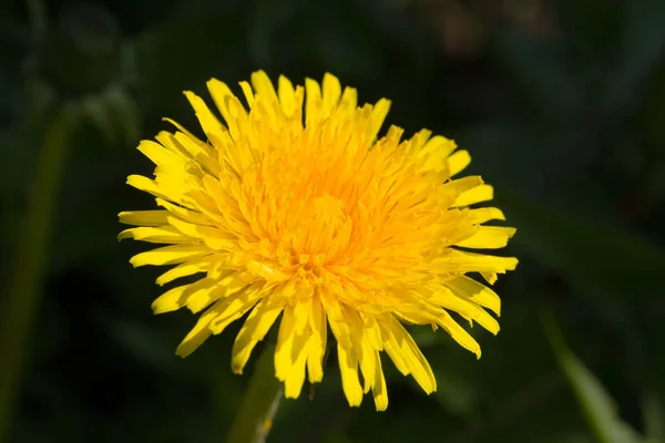 Dente Leone Giallo Con Attenzione Superficiale Uno Sfondo Verde Sfocato — Foto Stock