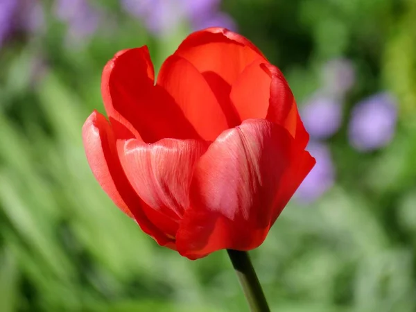 Blüte Einer Tulpe — Stockfoto