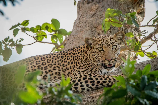 Fektetése Kruger Nemzeti Park Dél Afrikai Leopárd — Stock Fotó