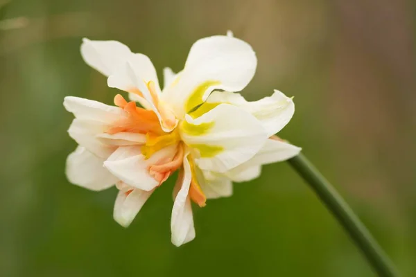 Живописный Вид Красивый Цветок Нарцисса — стоковое фото