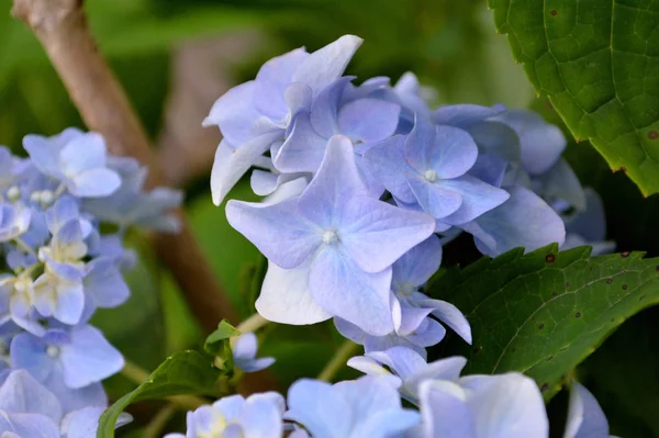 Primer Plano Racimo Hortensias Florecen Periwinkle Sobre Arbusto Hortensias —  Fotos de Stock