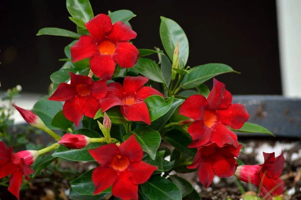 Červené Oranžové Mandevilla Kvete Pupeny Zelené Listy Květináči Černém Pozadí — Stock fotografie